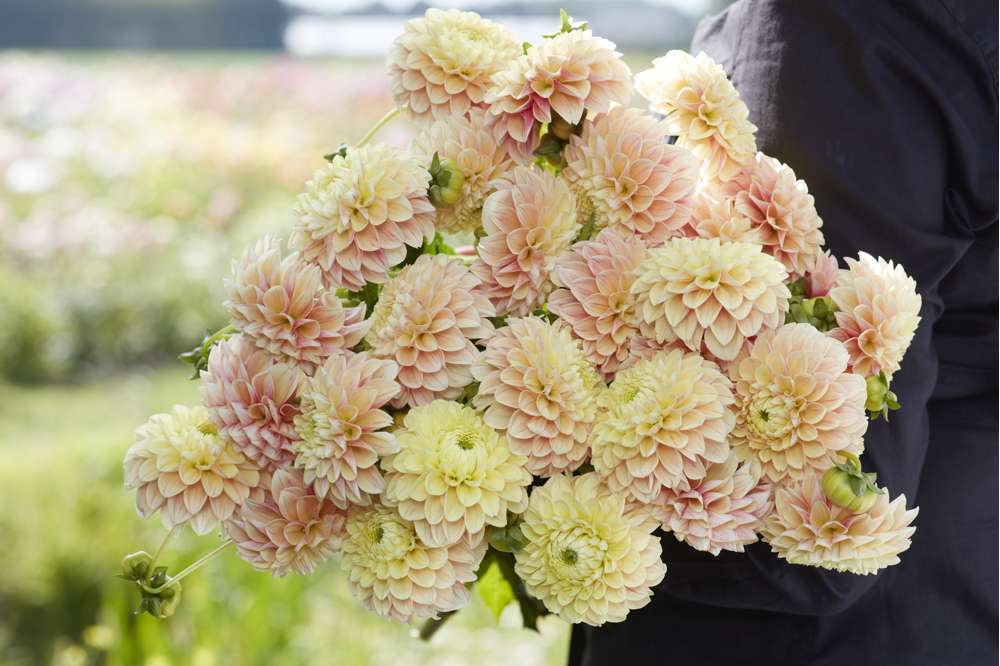 Dahlia 'Sweet Suzanne'